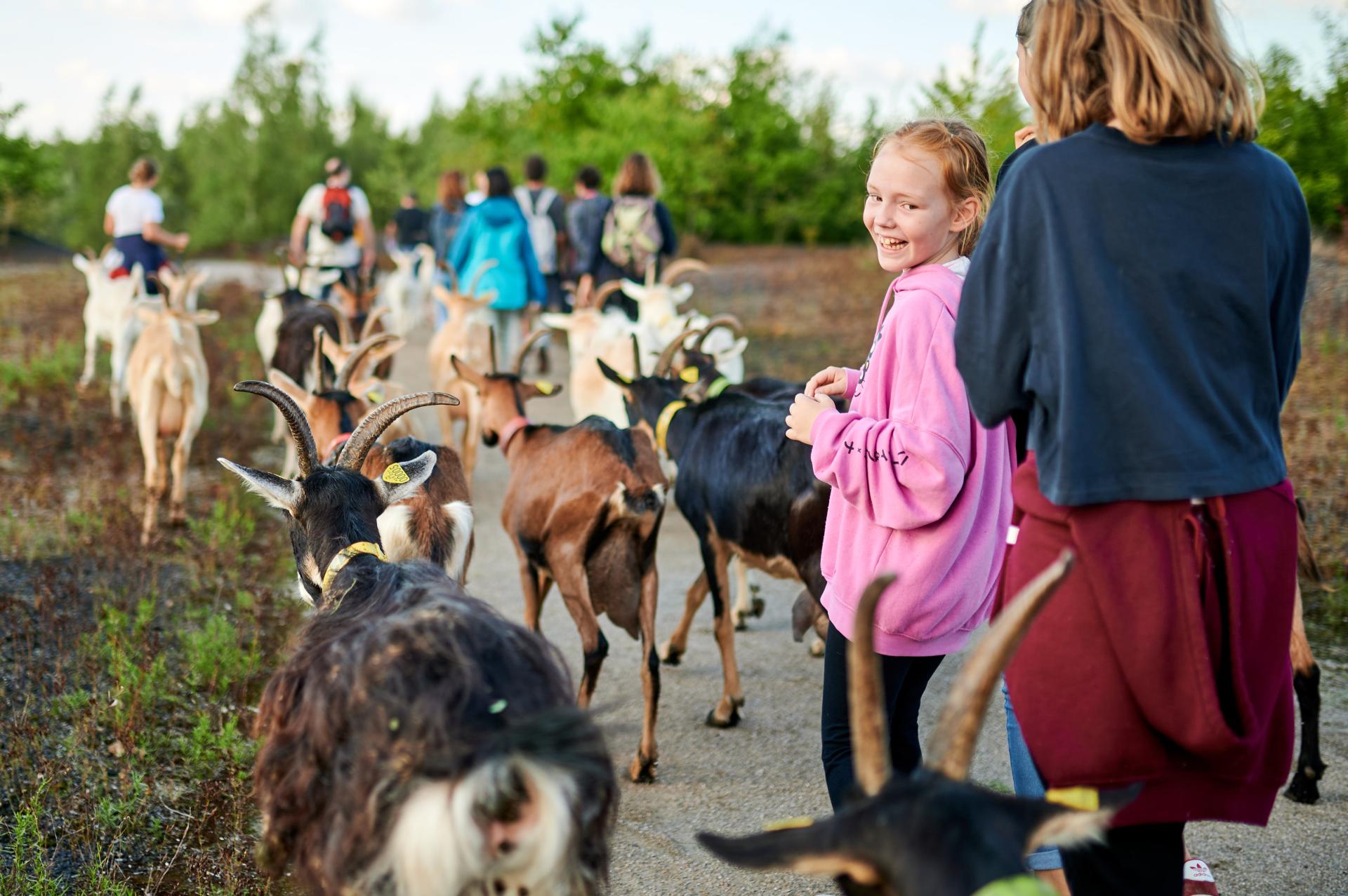 La randonnée avec nos amis les animaux : testez la rando biquette sur le site minier des Argales à Rieulay ! 