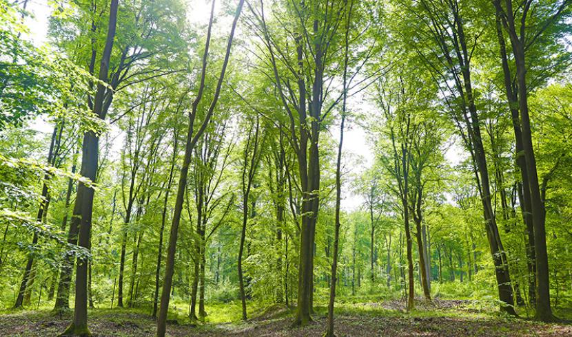 Sylvothérapie avec Respire la forêt à  Ors, Cambrai, Le Cateau-Cambrésis. Tourisme Nord