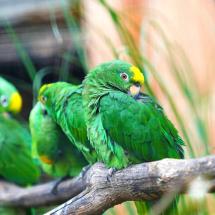 Une espèce à admirer au zoo lillois