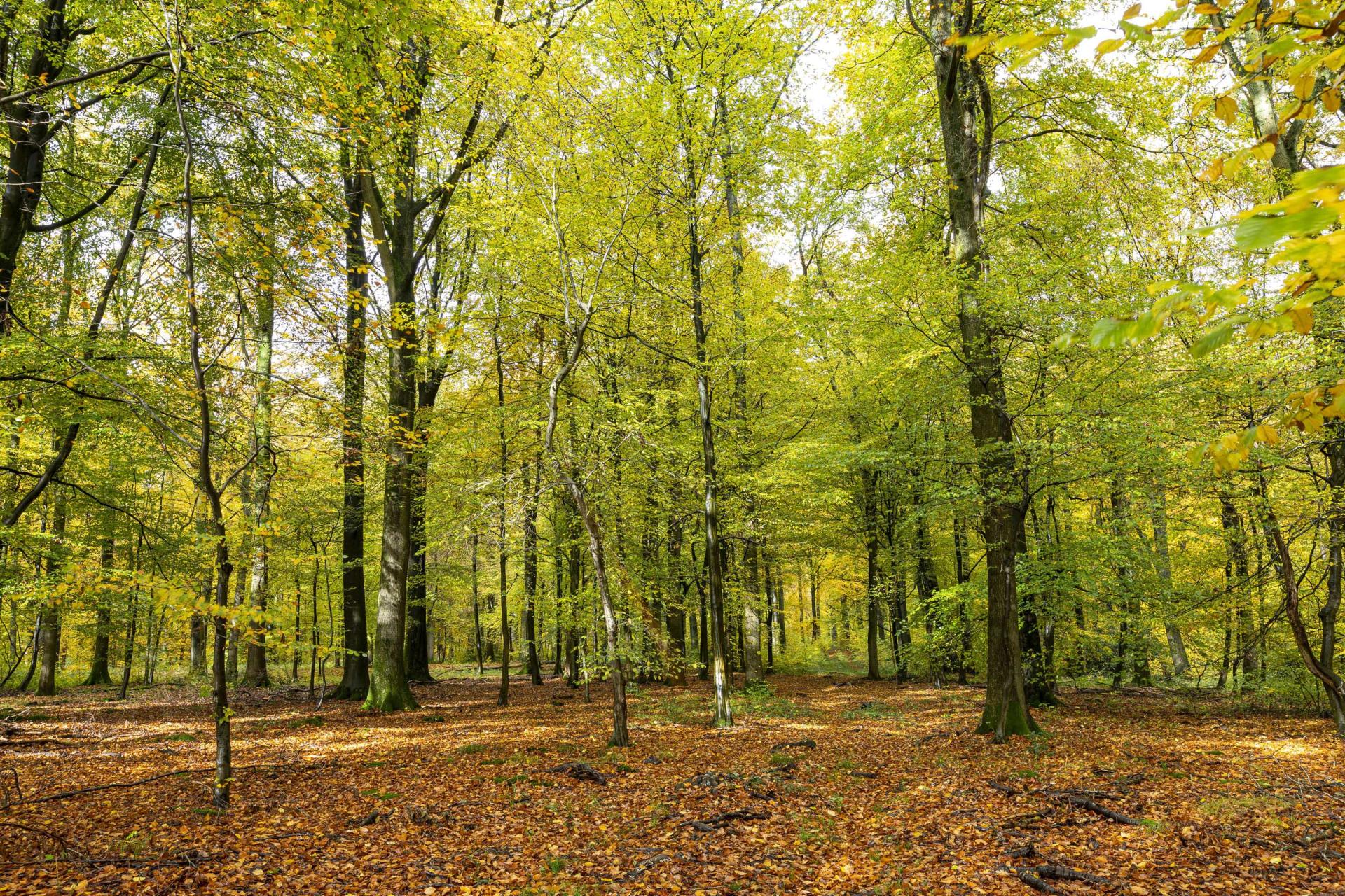 L'Avesnois est un lieu idéal pour une belle randonnée en automne