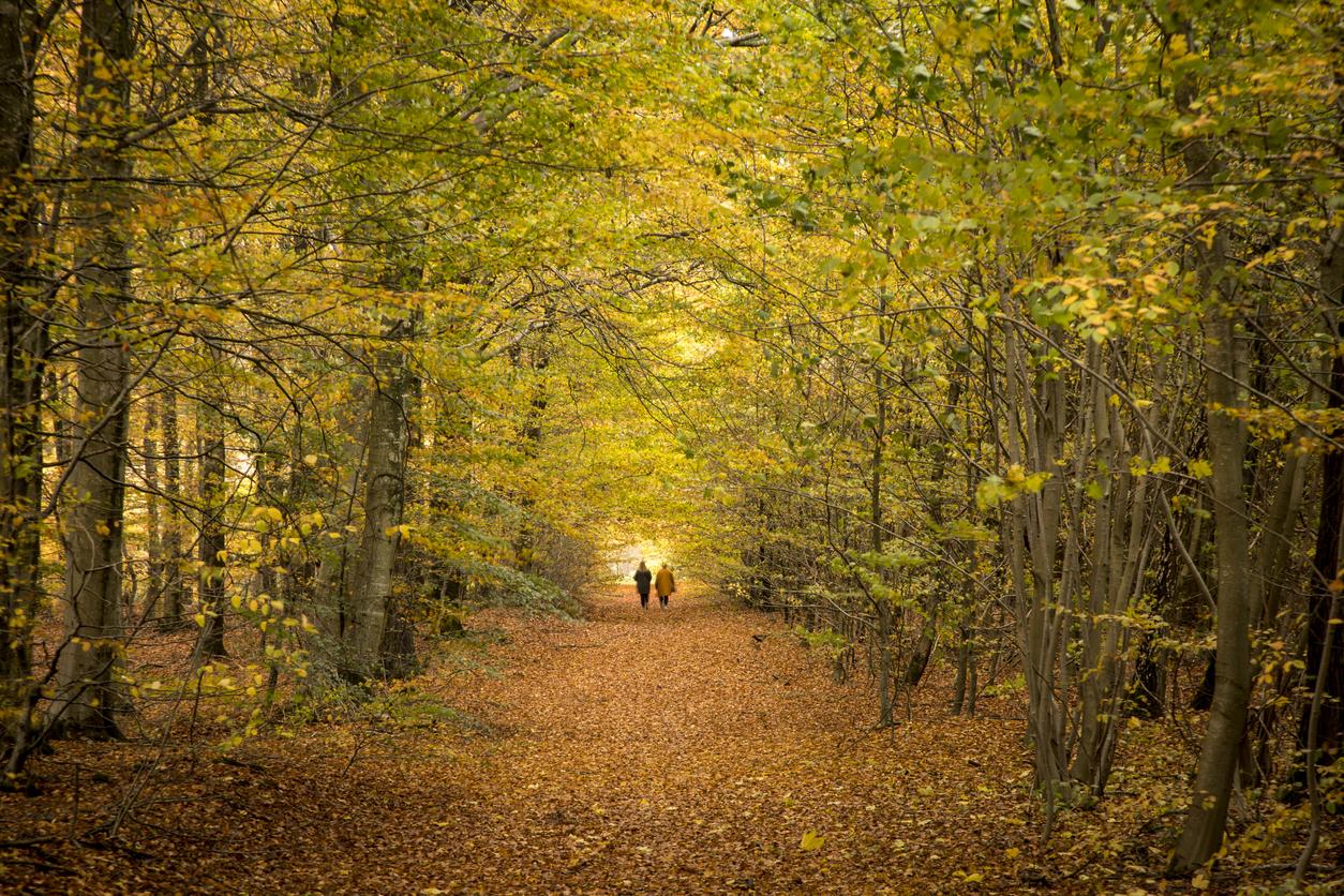 Une randonnée en automne. (image de stock)