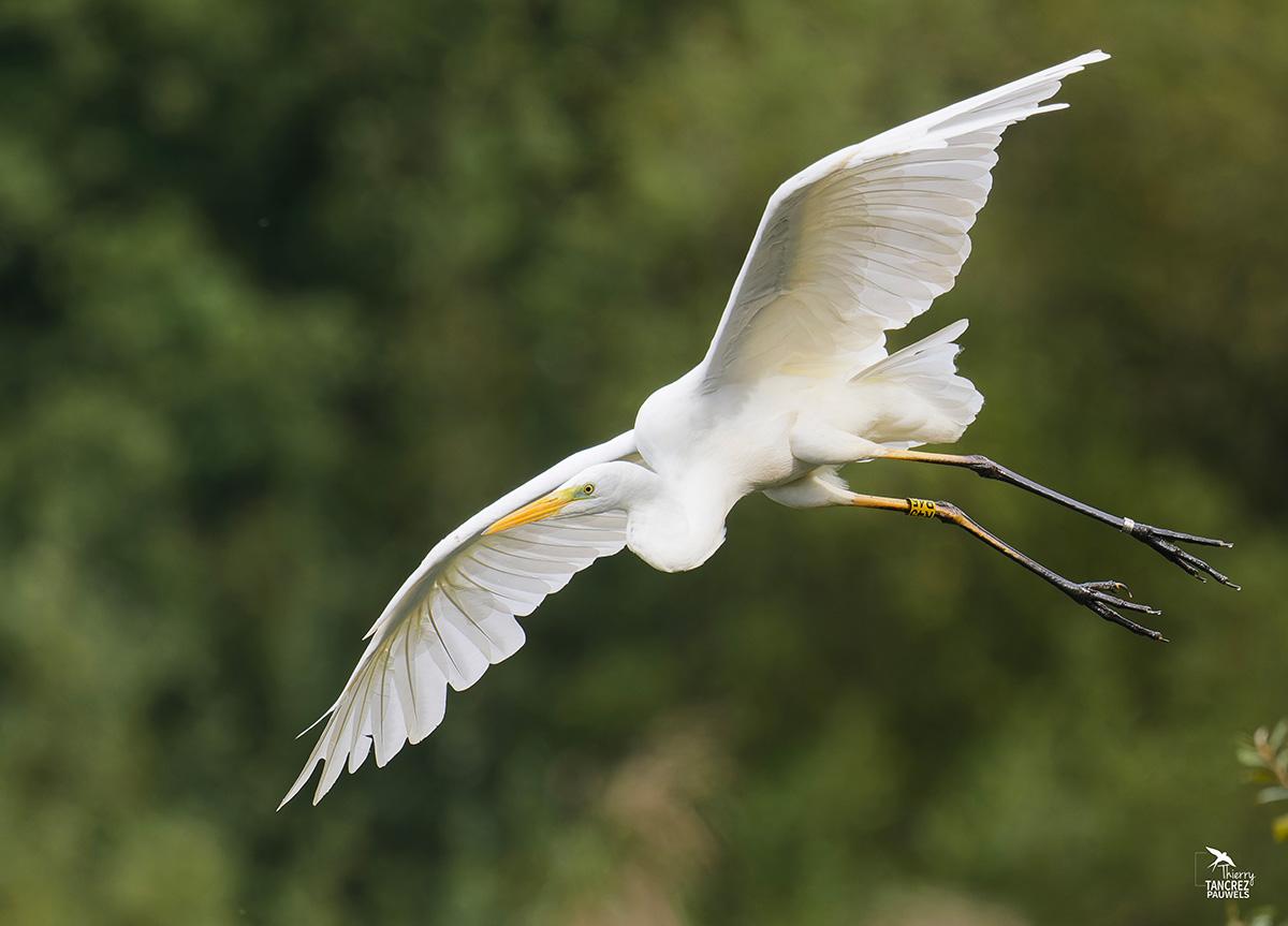 Ornithologie grande aigrette