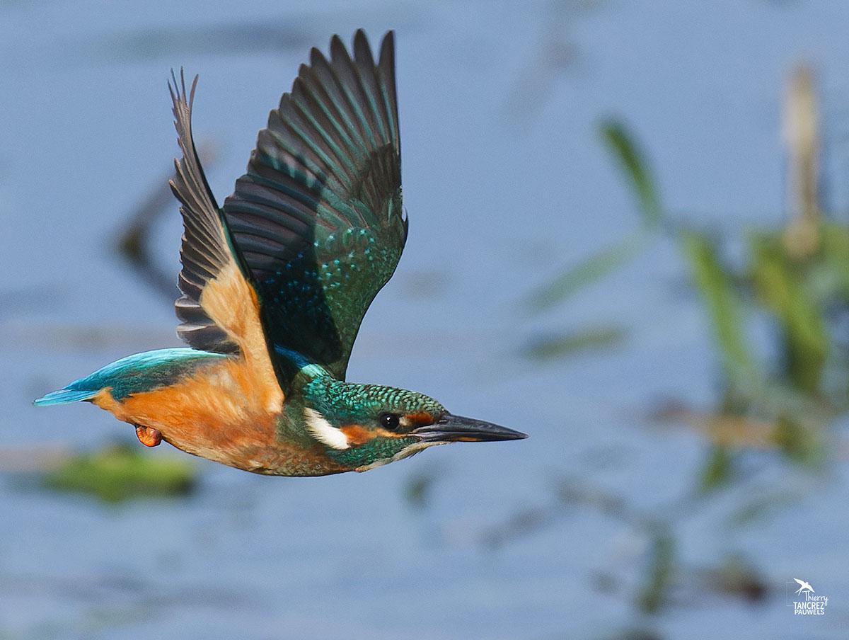 Ornithologie, Martin Pêcheur