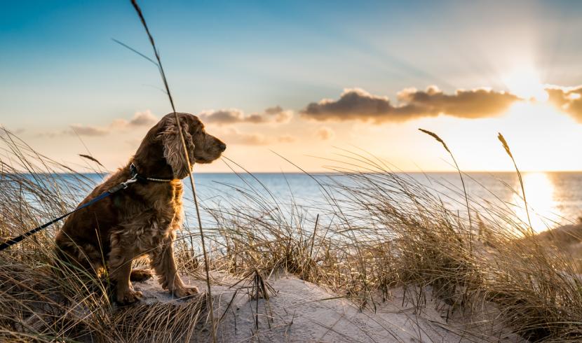 Une balade avec son chien sur les plages du Nord (image de stock)