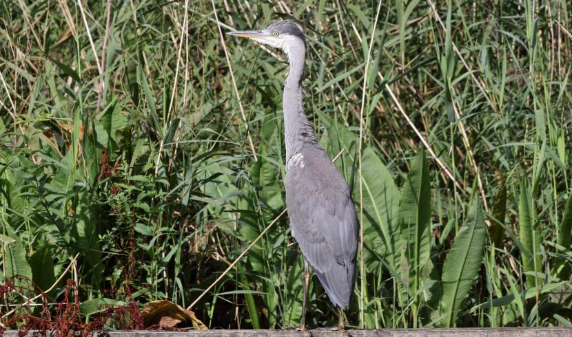 Héron cendré dans les marais de Fretin