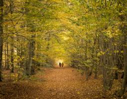 Une randonnée en automne. (image de stock)