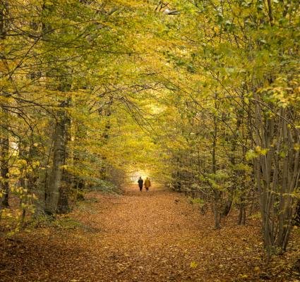 Une randonnée en automne. (image de stock)